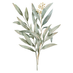 Watercolor hand drawn bouquet with different weeping eucalyptus branches of svage green color. Can be used on fabrics and paper products and other. 