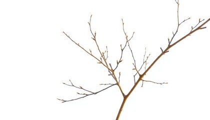 Fototapeta premium Delicate, bare branches isolated against a pure white backdrop, detail, flora