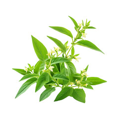 Lemon Verbena Plant with White Flowers Isolated on Transparent Background
