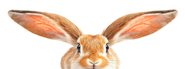 Rabbit ears isolated on transparent background