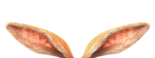 Easter bunny rabbit ears isolated on transparent background