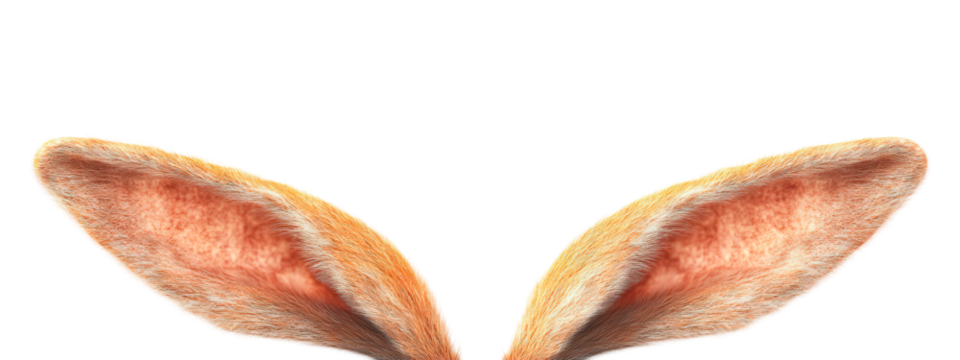 Easter bunny rabbit ears isolated on transparent background