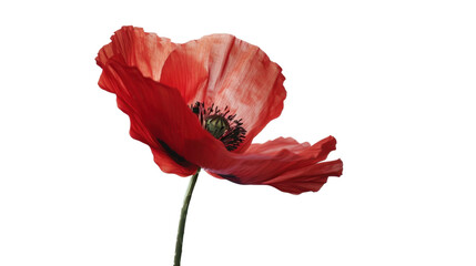 Red poppy blooming with transparent background: perfect for design projects