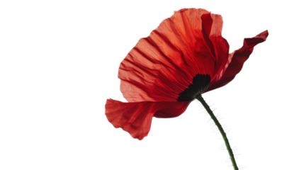 Red poppy blooming with transparent background
