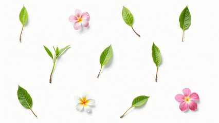 collection of leaf  and flower on white background ,seamless pattern background ,isolated on white ,
