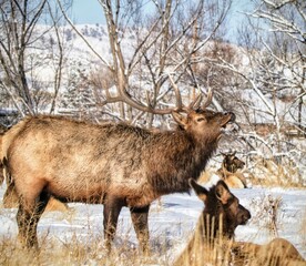 Winter Elk Bugle to Harem 