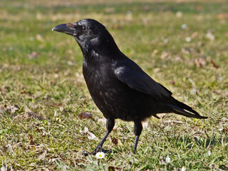 A common raven (corvus corax) standing on grass in the afternoon sun in Bonn, Germany in March.
