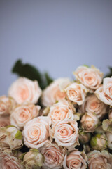 Soft pink roses beautifully in a bouquet on gray background