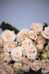 Soft pink roses beautifully in a bouquet on gray background