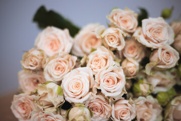 Soft pink roses beautifully in a bouquet on gray background