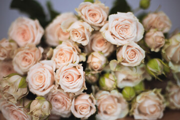 Soft pink roses beautifully in a bouquet on gray background