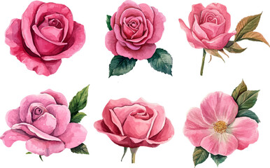 Fototapeta premium set of roses vector illustration