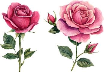 pink rose on white background