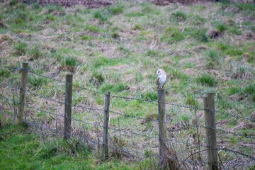 Barn owl (Tyto alba) perched on a fence post