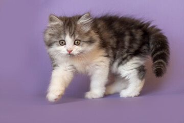 Obraz premium A cute ragdoll crossbreed kitten in front of purple studio background