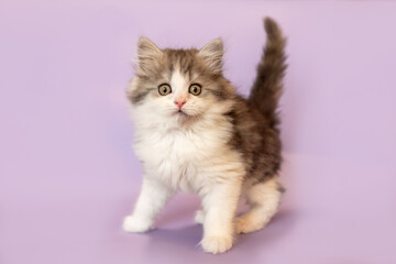 A cute ragdoll crossbreed kitten in front of purple studio background