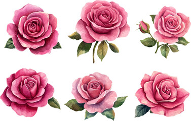 Fototapeta premium set of roses vector illustration