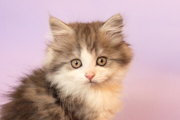 A cute ragdoll crossbreed kitten in front of purple studio background