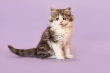 A cute ragdoll crossbreed kitten in front of purple studio background