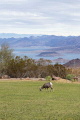 Obraz premium Bighorn sheep herd grazing