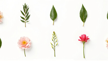 collection of leaf  and flower on white background ,seamless pattern background ,isolated on white ,
