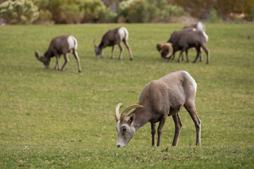 Obraz premium Bighorn sheep herd grazing