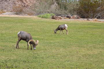 Bighorn sheep herd grazing