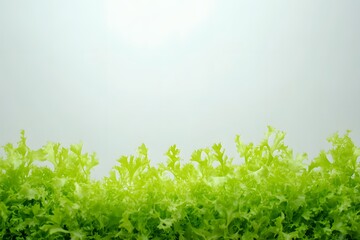 Obraz premium Green Lettuce: Fresh, Vibrant, Healthy, Growing, Lush, Leafy, Crisp, Natural, Garden, Plants