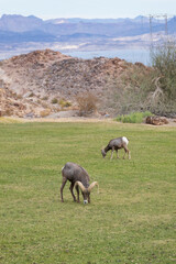 Fototapeta premium Bighorn sheep herd grazing