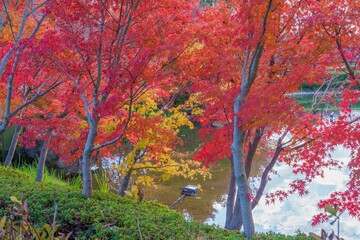 静寂に包まれたカラフルなモミジの紅葉情景