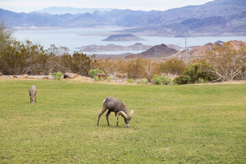 Fototapeta premium Bighorn sheep herd grazing