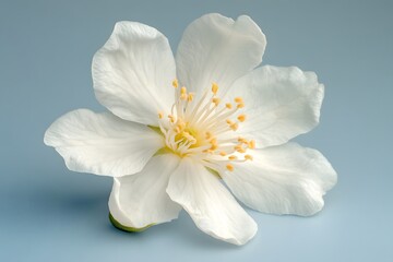 Obraz premium Photorealistic Flower Photography AI Art Isolated In Clean Background