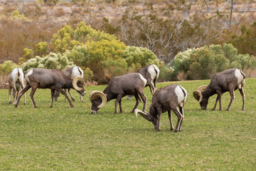 Obraz premium Bighorn sheep herd grazing