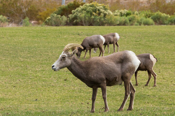 Bighorn sheep herd grazing