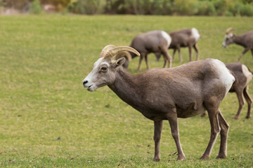 Fototapeta premium Bighorn sheep herd grazing