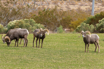 Bighorn sheep herd grazing