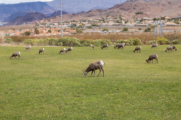 Bighorn sheep herd grazing