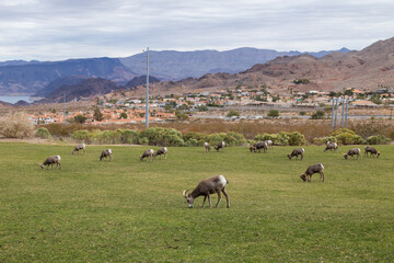 Obraz premium Bighorn sheep herd grazing