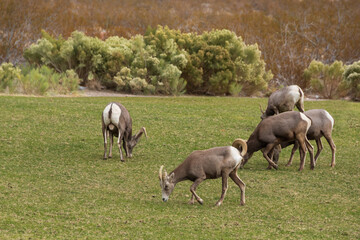 Obraz premium Bighorn sheep herd grazing