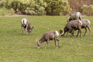 Bighorn sheep herd grazing