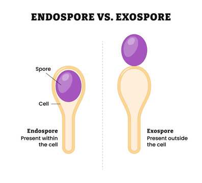 Endospore and Exospore difference comparison, present within or outside the cell, dormant, tough, and non-reproductive structure. Reproductive cells produce bacteria, fungi, and algae.