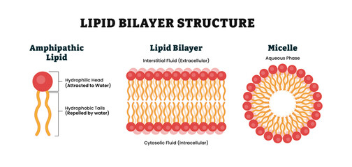 Lipid bilayer structure anatomy diagram poster. Medical illustration. Labeled Amphipathic lipid contain Hydrophilic Head and Hydrophobic tail, interstitial fluid (extracellular), Aqueous Phase Micelle