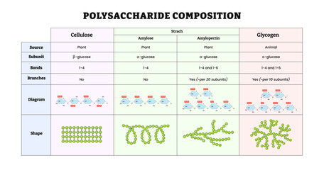 Polysaccharide composition diagram template with detail description table. Labeled cellulose, amylose, amylopectin, starch, glycogen, shape, diagram, subunit, bonds, source, branches.