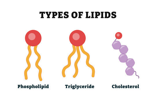 Different types of lipid types diagram. Medical illustration vector. Labeled Phospholipid, Triglycerides, Cholesterol or sterols. Organic Fatty compounds which. Part of cell membrane.