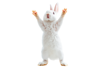 Adorable fluffy rabbit standing on its hind legs isolated on transparent background