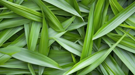 Fototapeta premium Close-up green leaves for backgrounds, decoration or as food. Summer vibrant foliage concept
