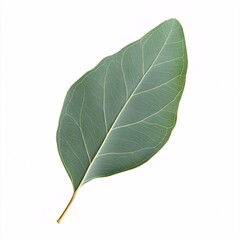 Obraz premium Minimalistic eucalyptus leaf showcasing its vibrant green hues and texture