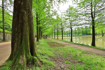 전남 담양 메타세콰이어길