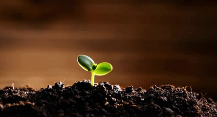 Seed germinating, plant coming out off soil and growing in sunlight, new life concept, plant growing in soil, new plant growing from seed in soil, baby sapling from seed in soil time-lapse video - Powered by Adobe