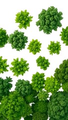 Obraz premium Lush Green Trees White Background